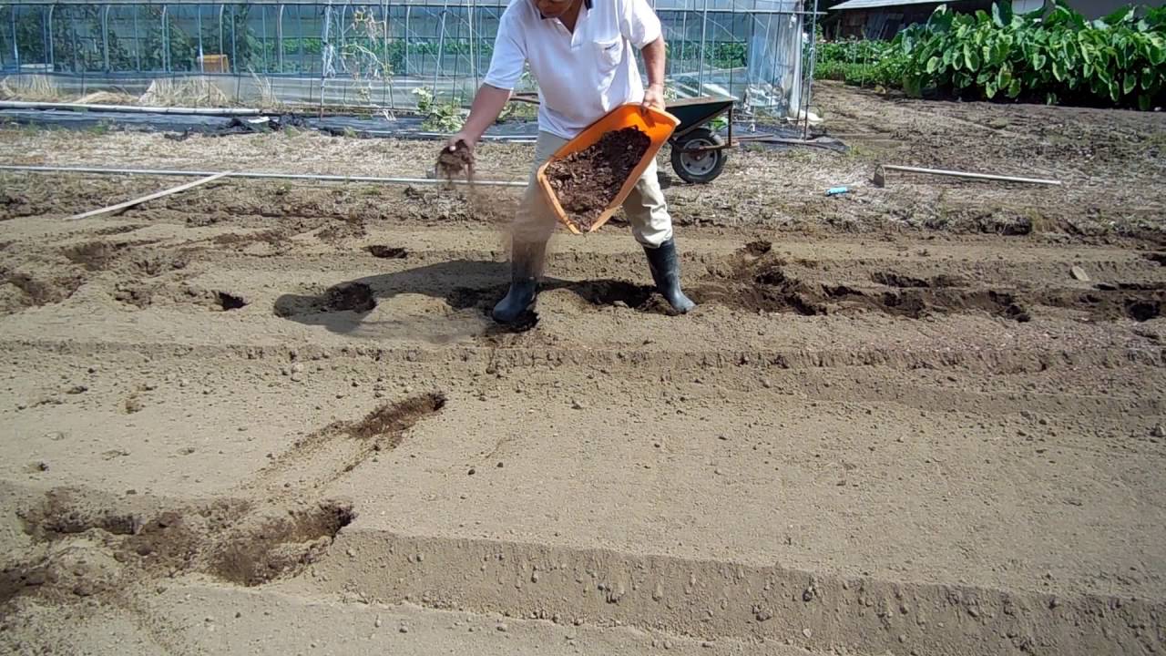 家庭菜園　白菜の直播栽培の仕方