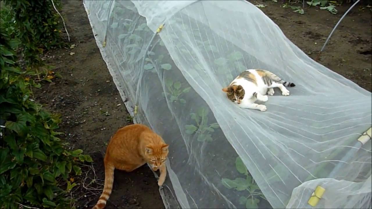 家庭菜園の野良猫達。ネットの上で遊ぶ