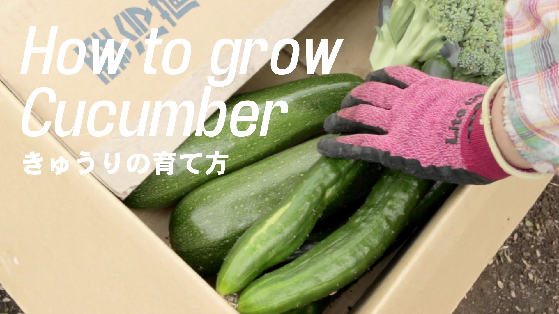 How to grow Cucumbers【きゅうりの育て方】家庭菜園