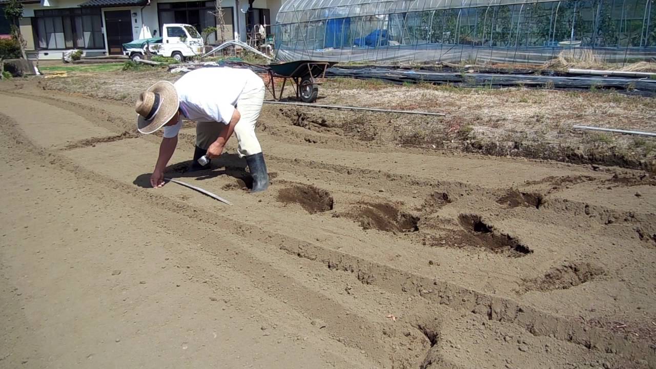 家庭菜園　大根の蒔き方