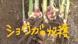 家庭菜園　葉ショウガ　と　根ショウガの収穫