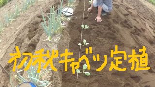 家庭菜園　初秋キャベツの定植　他ブロッコリーや早採り白菜も