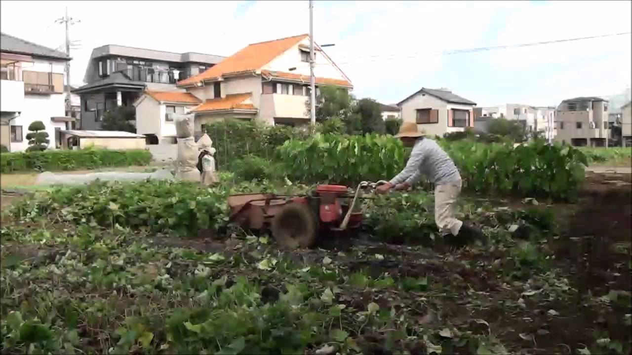 ２０１６秋家庭菜園