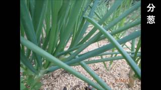 家庭菜園の野菜たち 2016年10月31日