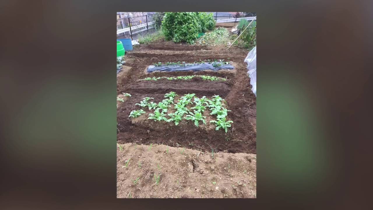 (２)☆小作人・俺の１人勝手（家庭）菜園