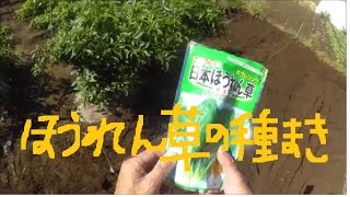 家庭菜園　日本ほうれん草の種まき