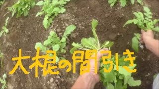 家庭菜園　大根の間引き