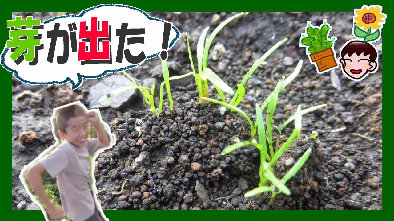 人参の芽が出ました！【植レポ】りょういちの植物レポート（家庭菜園）