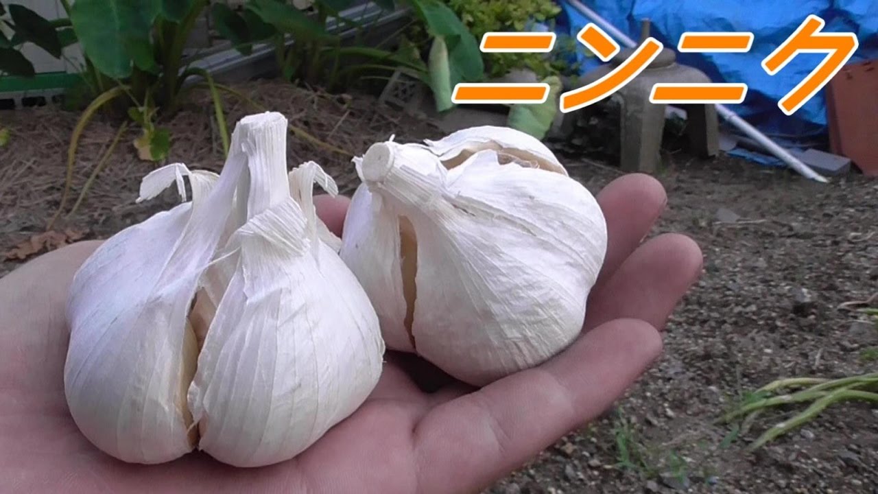 【がらくた家庭菜園#71】ニンニク栽培に挑戦！まずは植付け！Home garden Planting of garlic