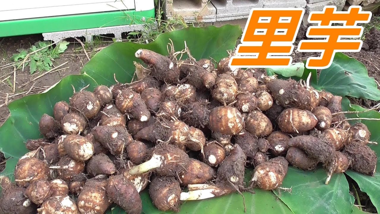 サトイモの収穫！Harvesting taro at home garden!【がらくた家庭菜園#73】