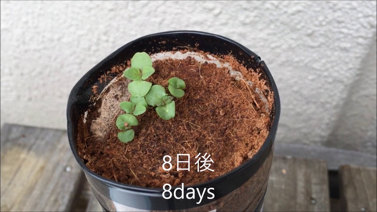 しそ大葉　japanese basil