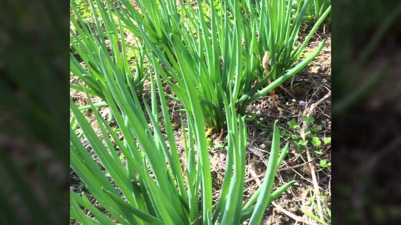 PK 自給自足 家庭菜園北海道 ネギ栽培も恒例です