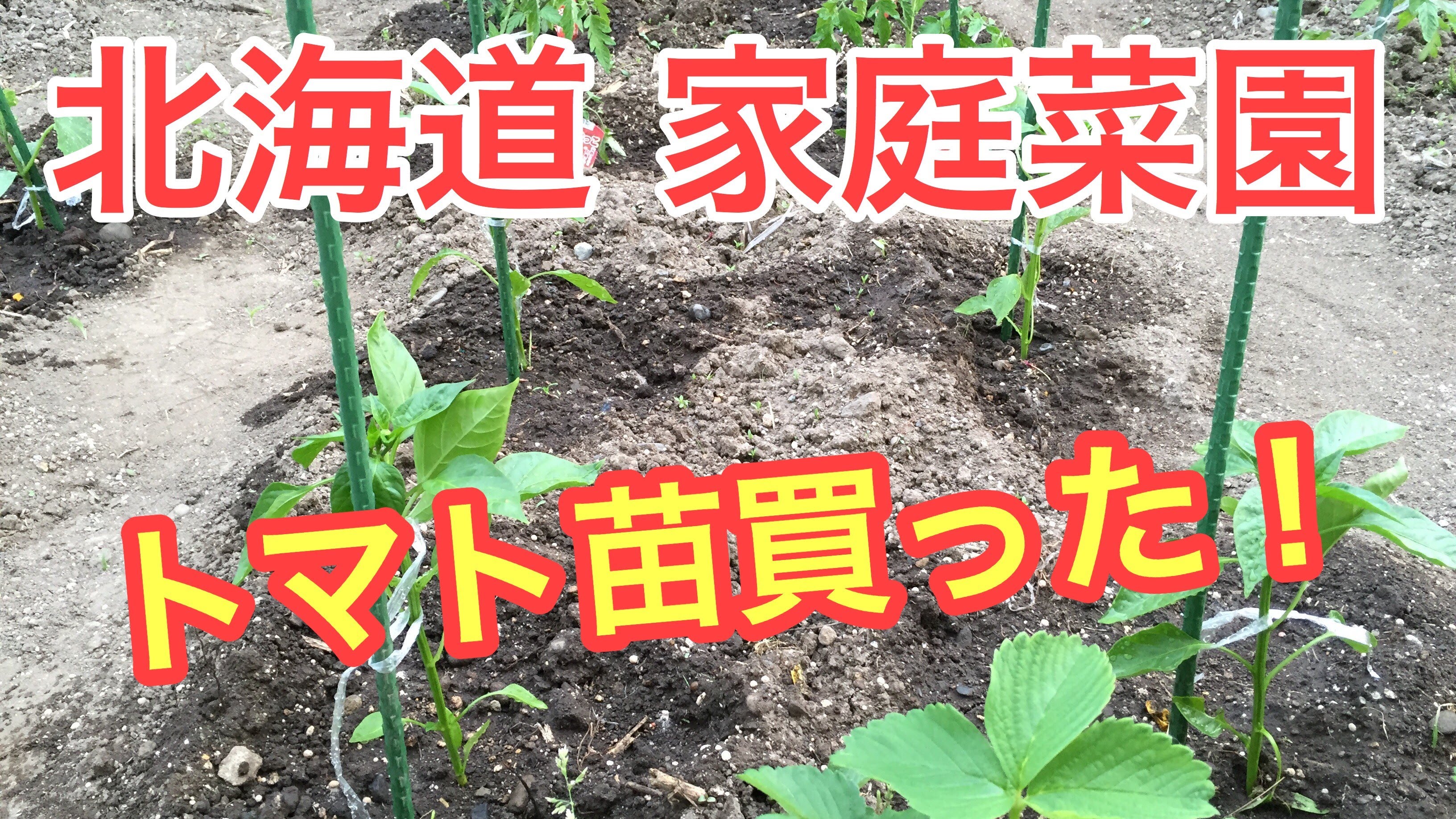 PK 北海道の家庭菜園おすすめトマト苗は？