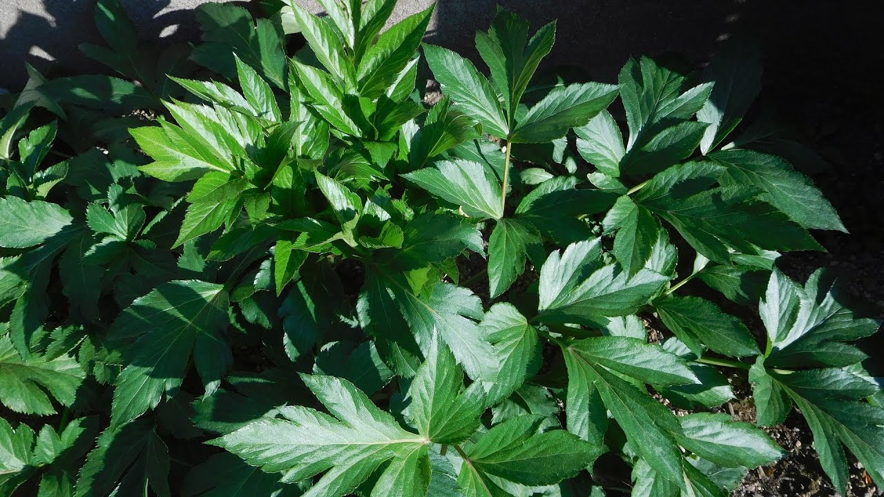 家庭菜園しました！植えて手間いらず、明日葉の天ぷら。