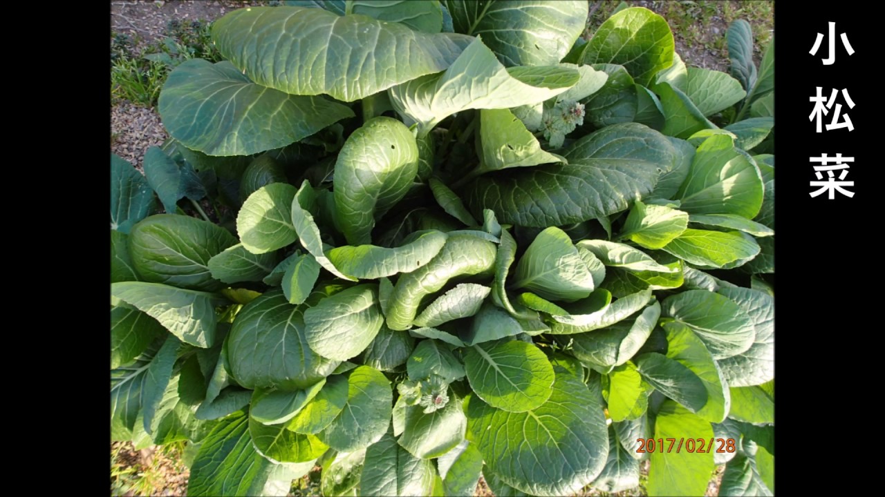 家庭菜園の野菜たち 2017年2月28日