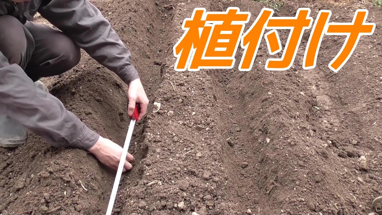 【がらくた家庭菜園#79】春ジャガイモの植え付け！Potato planting at home garden!