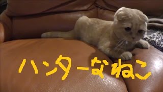 ハンターなねこ