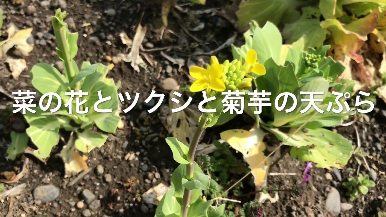 菜の花とツクシと菊芋の天ぷら