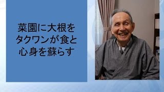 菜園に大根を、タクワンが食と心身を蘇らす