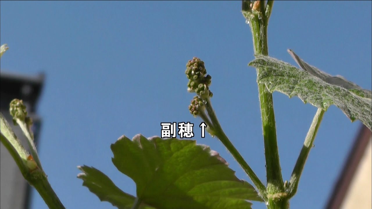 家庭菜園（95）　明日から房つくり作業開始します（副穂の除去作業）