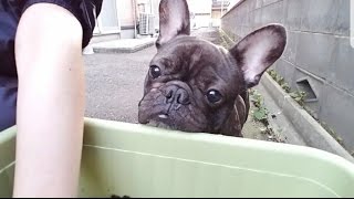 くぅすけ『家庭菜園』の巻 フレンチブルドッグFrenchBulldog