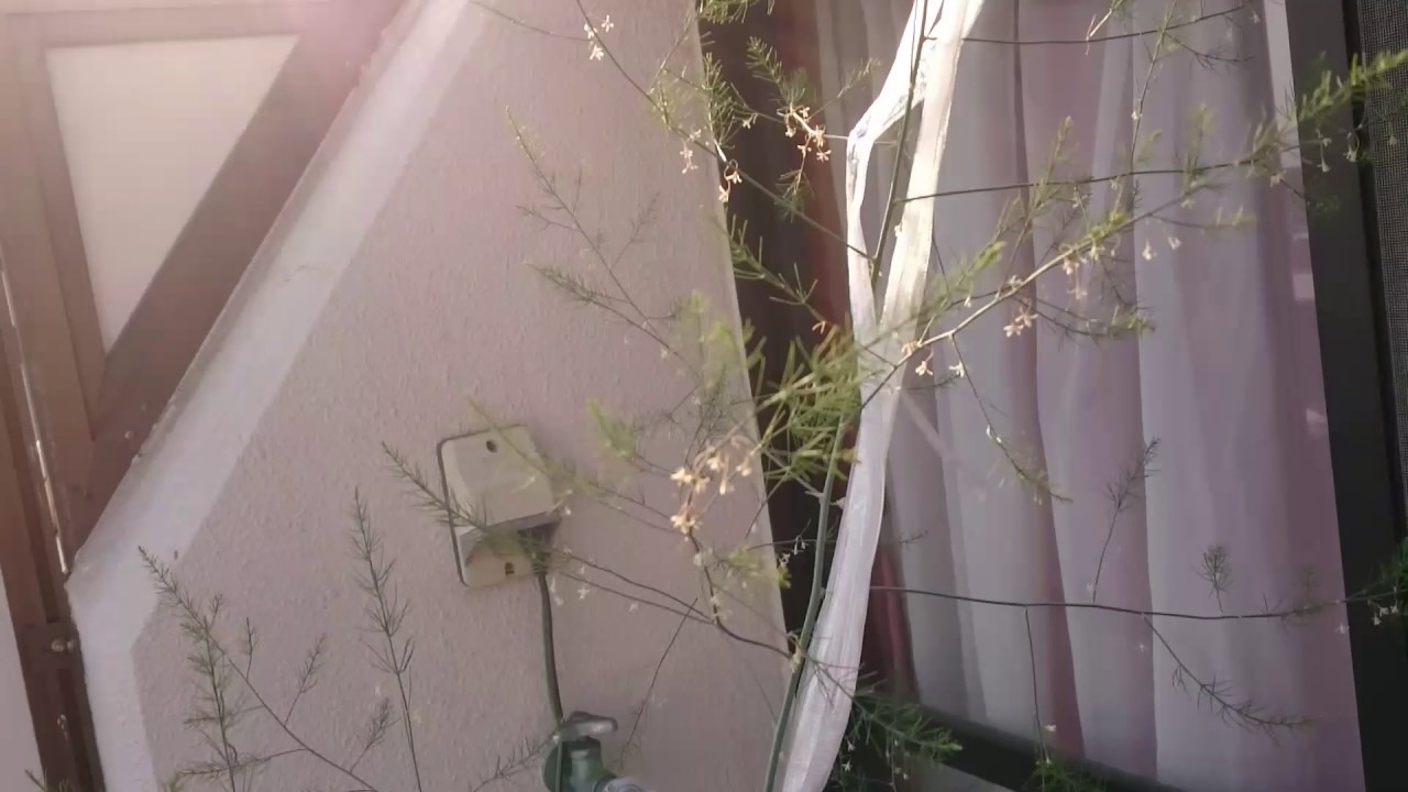 【家庭菜園】アスパラガスプランター栽培