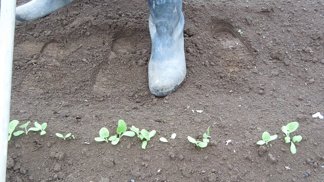 家庭菜園　牛蒡の栽培（part2)間引きと土寄せ