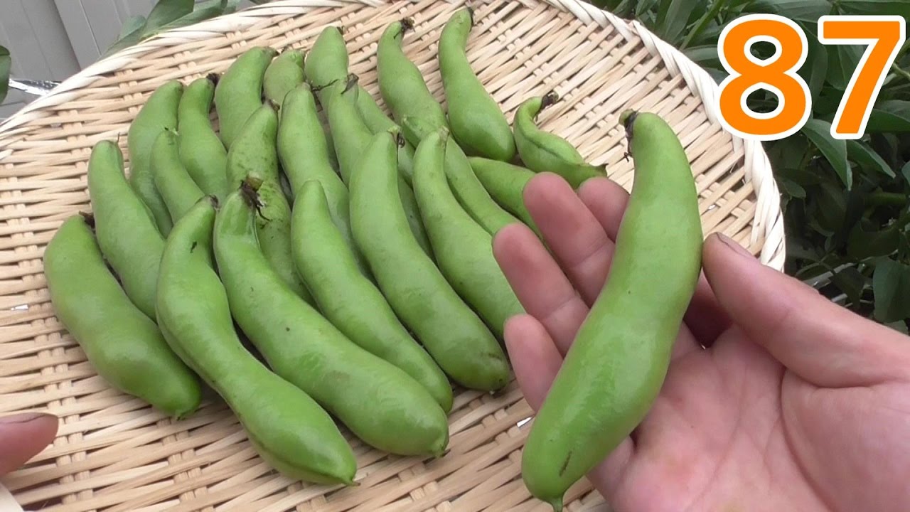 【家庭菜園#87】ソラマメの収穫とナスの支柱立て！Harvest of broad bean!