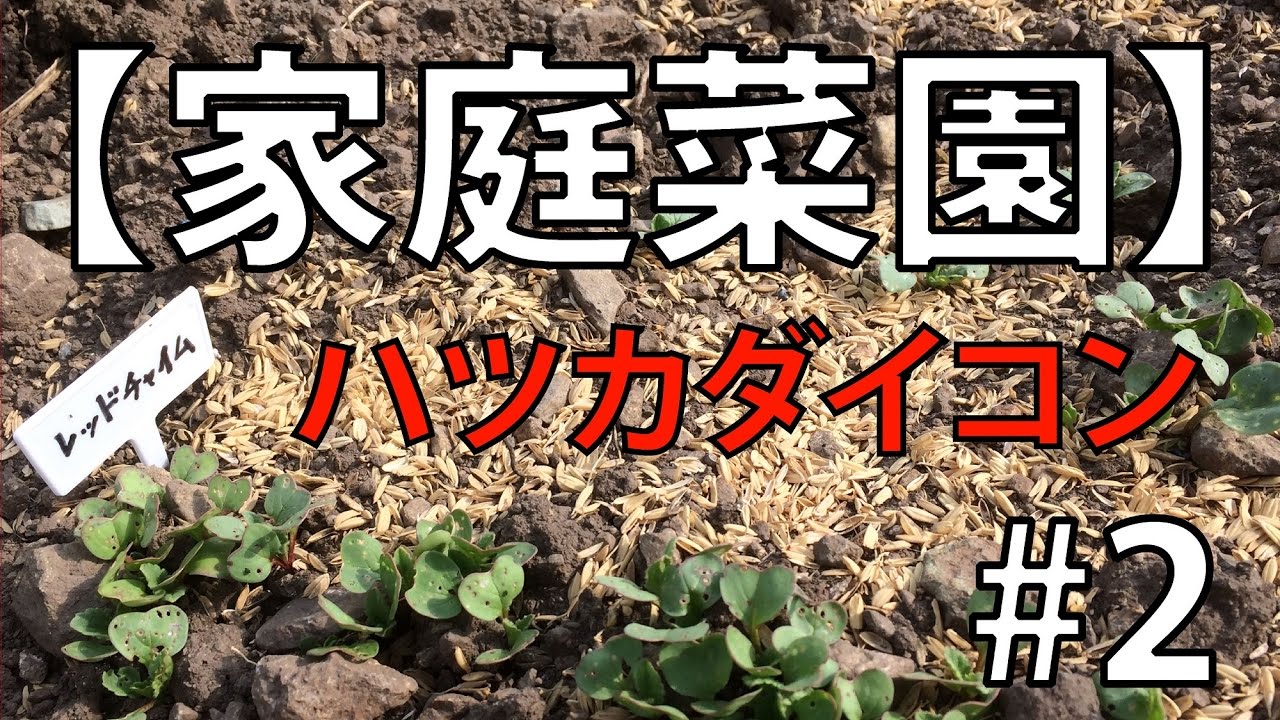 【家庭菜園】ハツカダイコン #2
