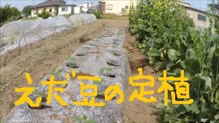 家庭菜園2017年　トンネルリサイクル　枝豆のマルチ作りから定植