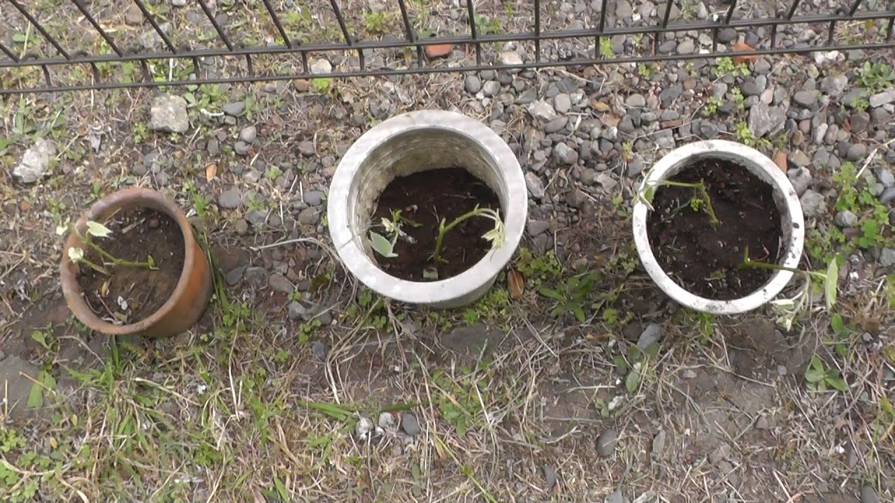 家庭菜園（98）　今日、ブドウの挿し木