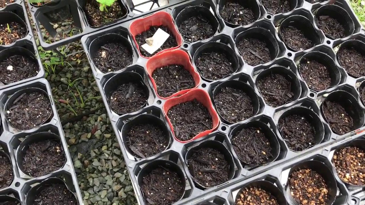 動画で家庭菜園『ポット苗芽吹く、畑の状況、畝たて』エゴマ、ミニトマトも新たに植えつけました。
