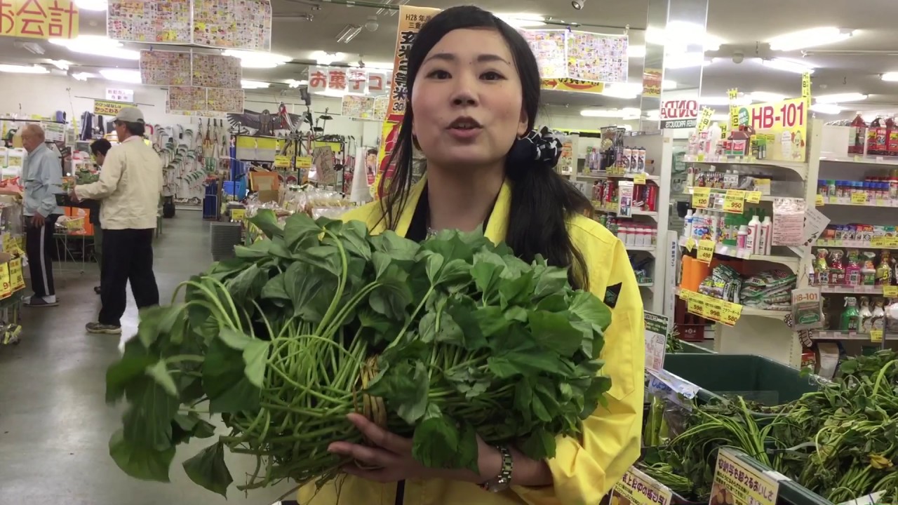 サツマイモ　苗　根を見て選べ！　家庭菜園 サツマイモ栽培 植え付け ＃農業屋