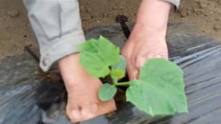 家庭菜園　キュウリ栽培（part1）キュウリ苗の植え方