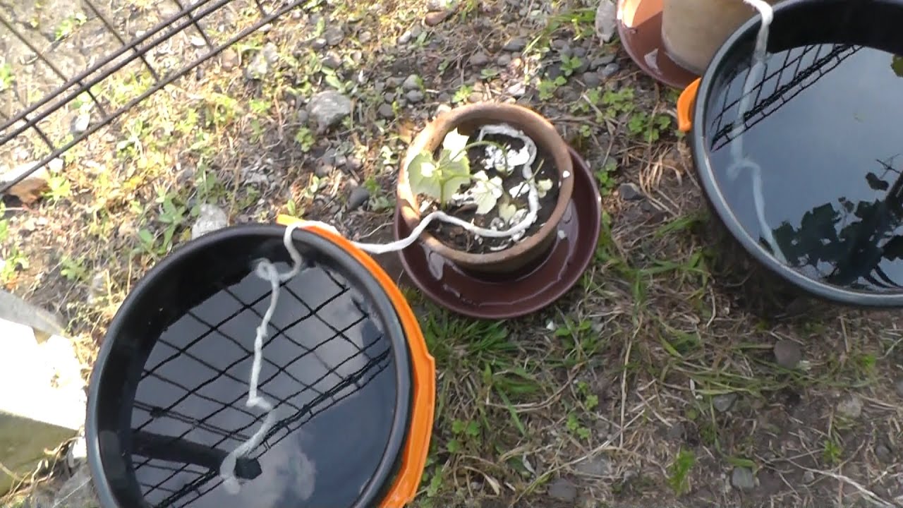 家庭菜園（99）　挿し木への水やり（2泊程度の旅行に備えて）