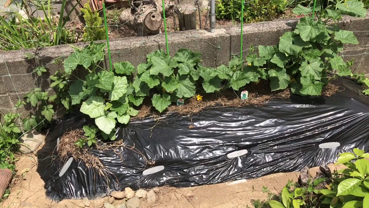 動画で家庭菜園『ポット苗の調子も上々、すでにキュウリやカボチャ、トマトも実り始めました。』