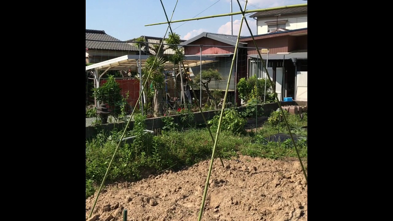 動画で家庭菜園『竹トンネル作るよ！　その②　仮組、設置』