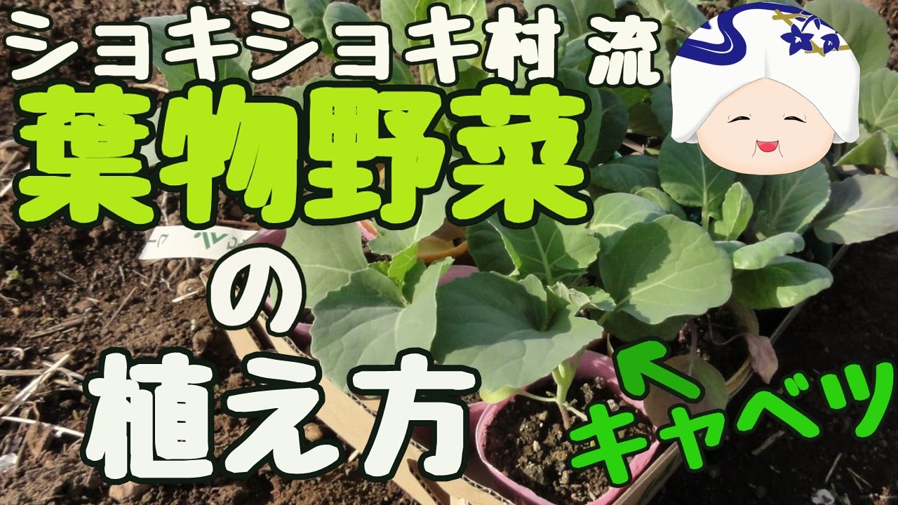 【家庭菜園】キャベツの植え方（再ＵＰ）
