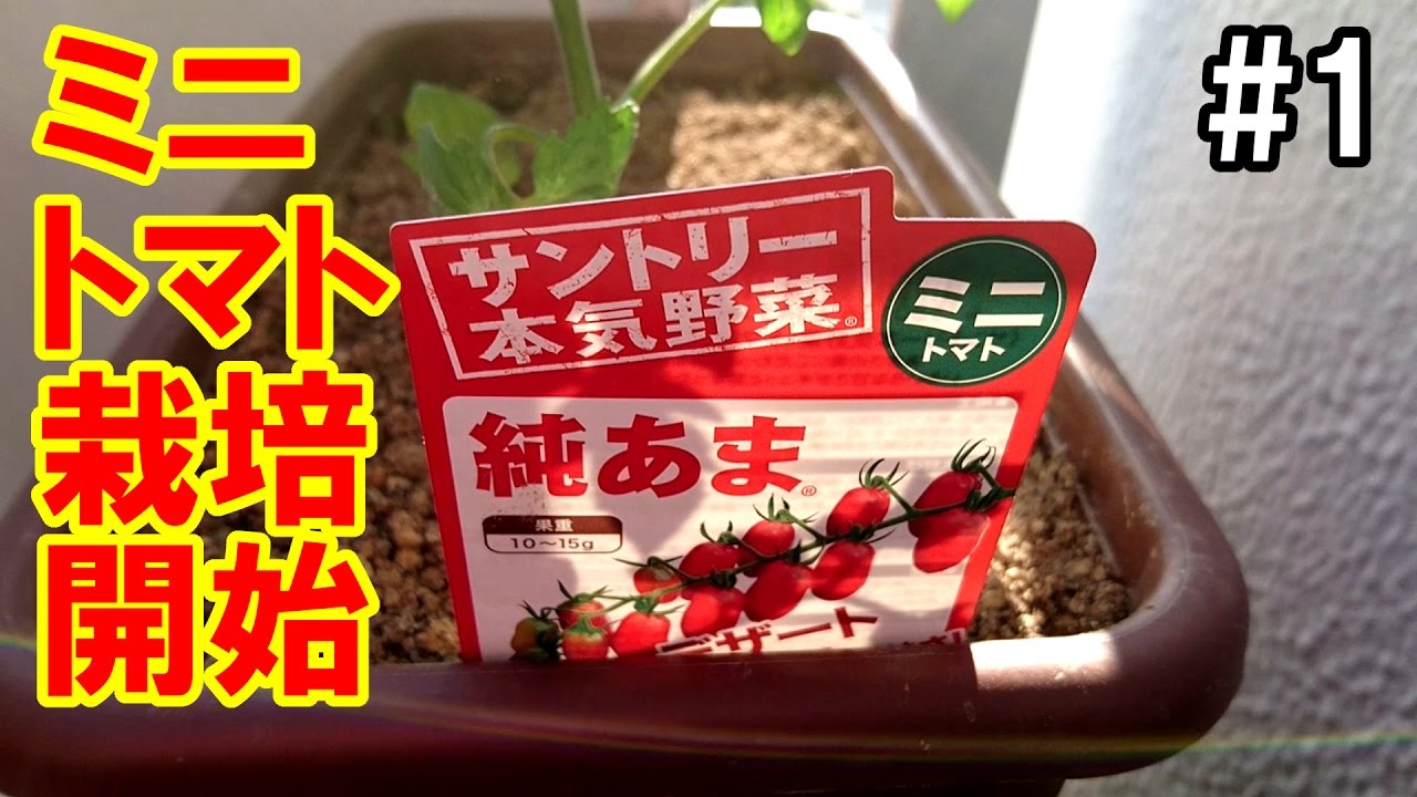 【家庭菜園、園芸】ガーデニング初心者が、甘い！ミニトマトの栽培はじめました！ I started cultivating mini tomatoes.