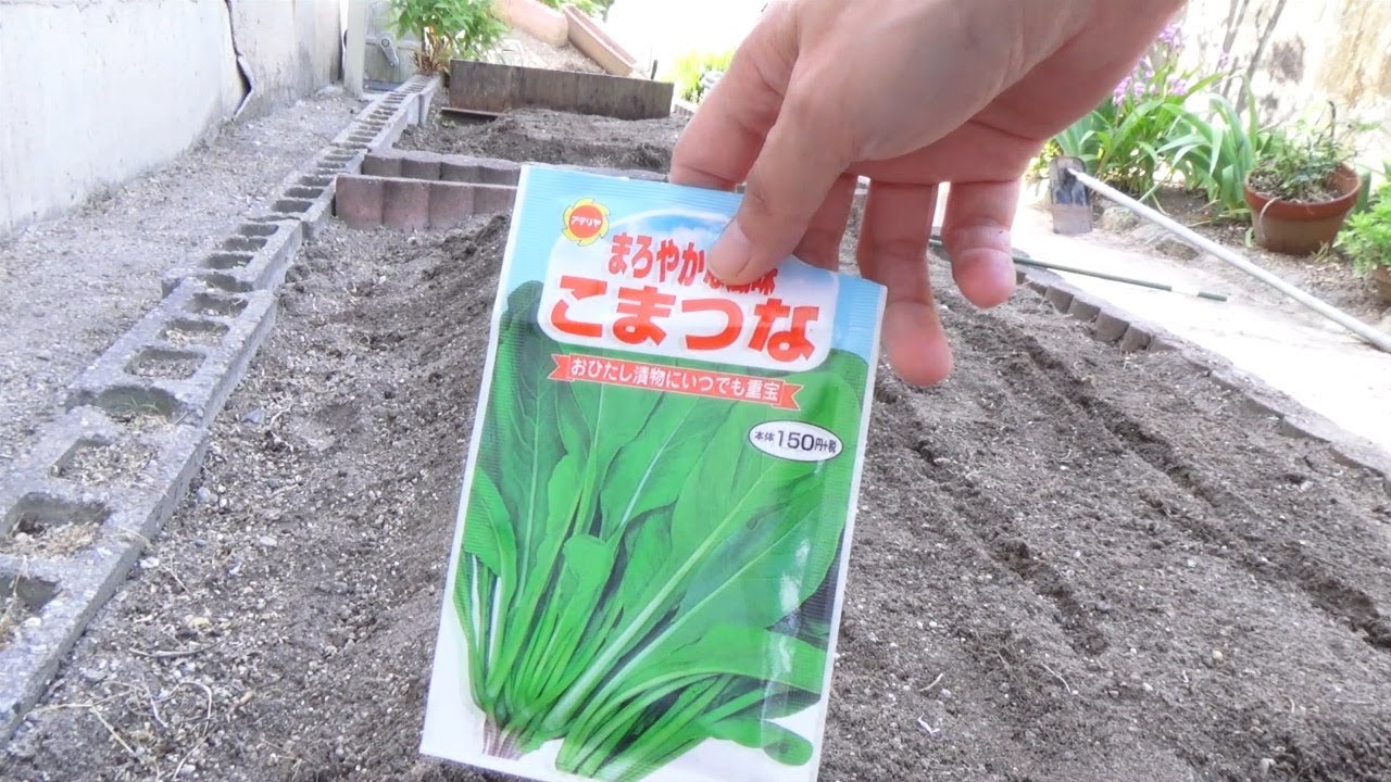 小松菜の種をまくだけののんびり動画【家庭菜園に初チャレンジ】