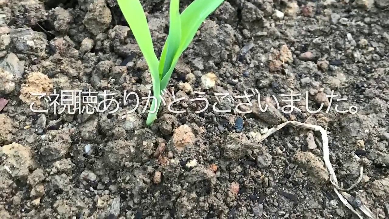 動画で家庭菜園『トウモロコシ(黒もち)の植えつけ』