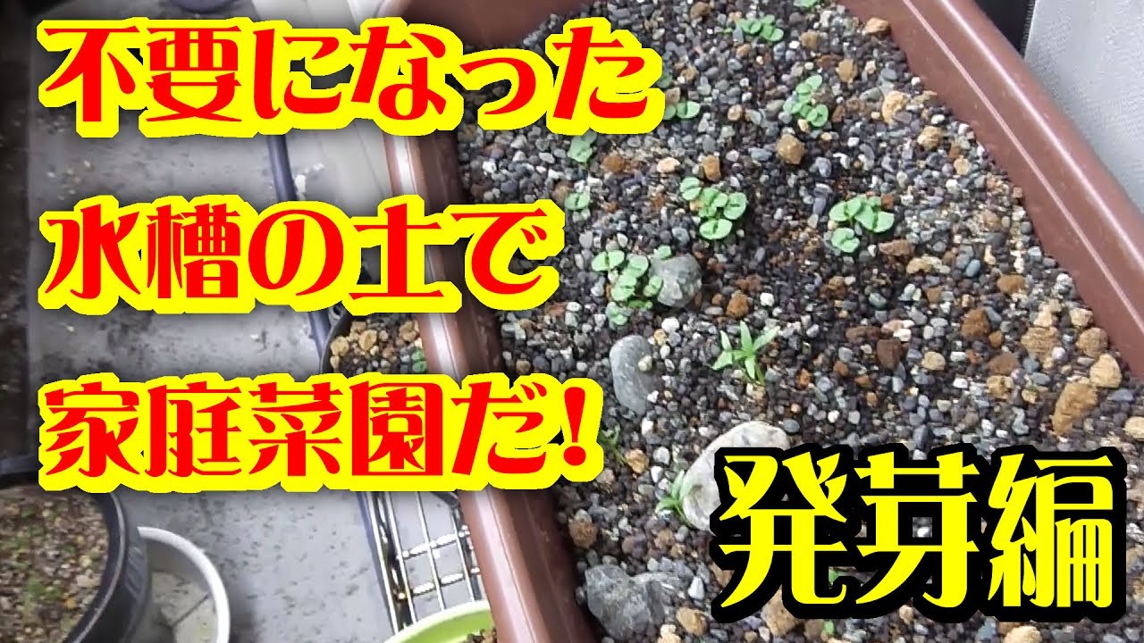 【家庭菜園】水槽の土を使ってパクチーとバジルを栽培してみる!発芽編