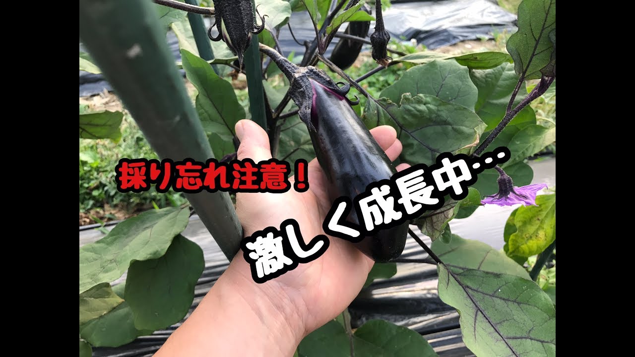 動画で家庭菜園『夏の暑さでナスの成長がハンパない件について…』