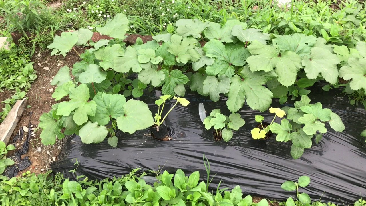 動画で家庭菜園『やっとズッキーニを植えつけます(；ﾟДﾟ)』あっ！放置し過ぎた…そろそろヤバい…Ｈ29.6.28