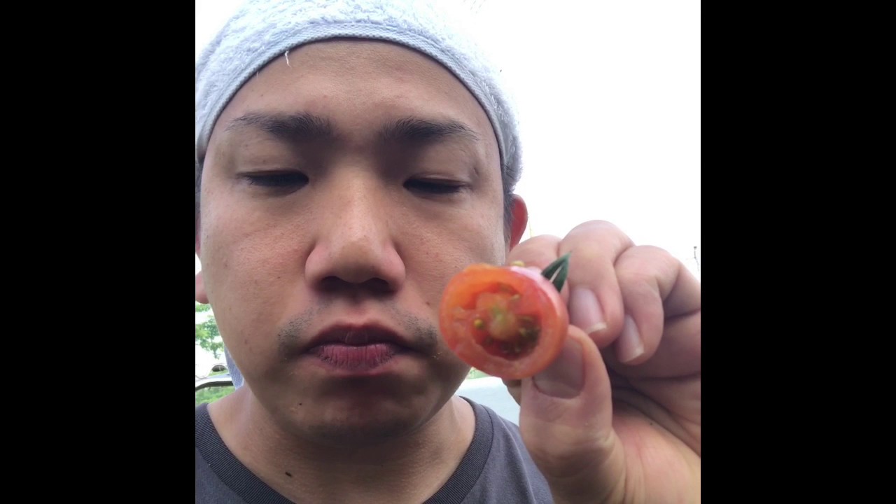 動画で家庭菜園『ミニトマト　初収穫　実食』