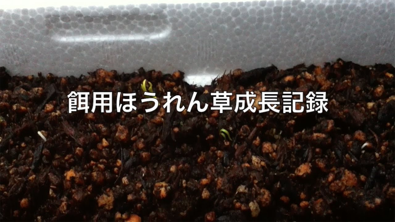【家庭菜園】餌用ほうれん草＃02　成長記録編 ／【Home garden】 Feed spinach＃02　Growth record