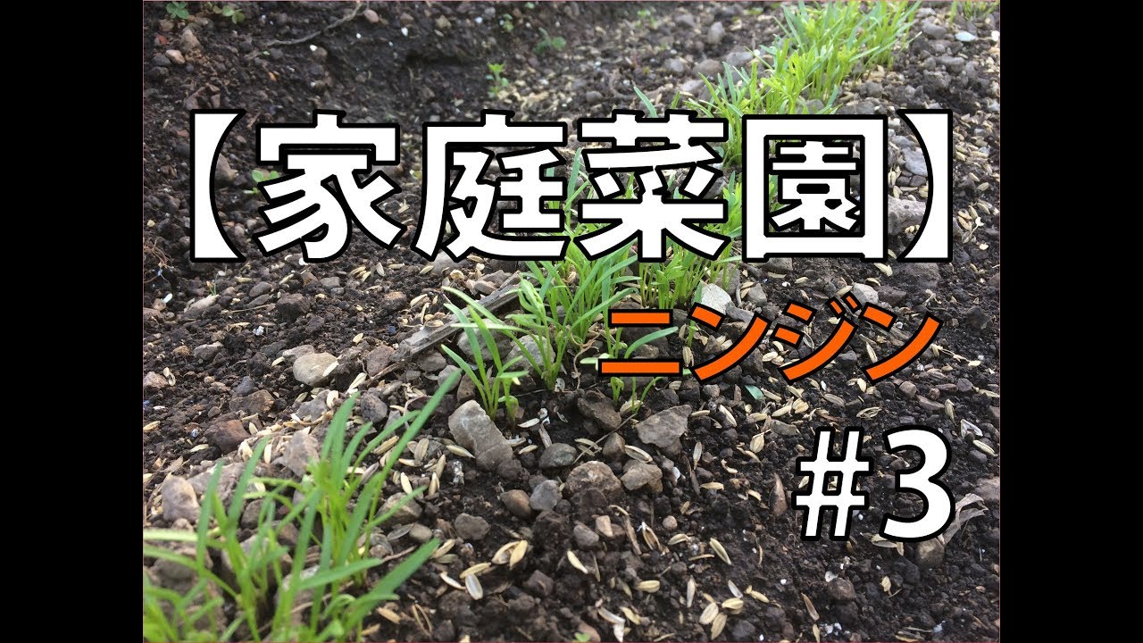 【家庭菜園】ニンジン #3