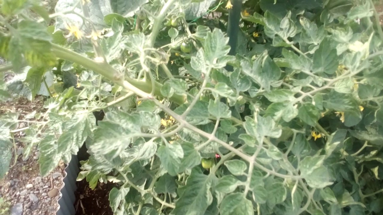 家庭菜園　ミニトマト　苗を植えるだけ