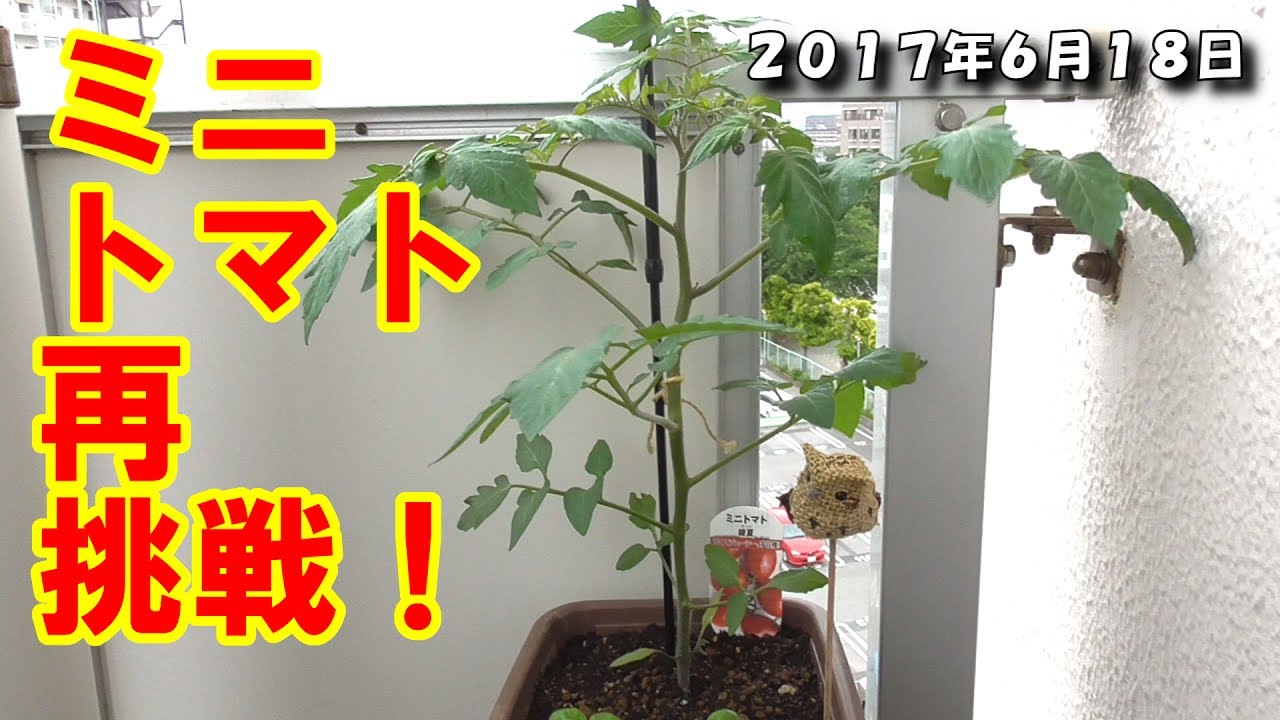 【園芸、家庭菜園】ガーデニング初心者のミニトマト栽培（再挑戦編） Gardening novice mini tomato cultivation