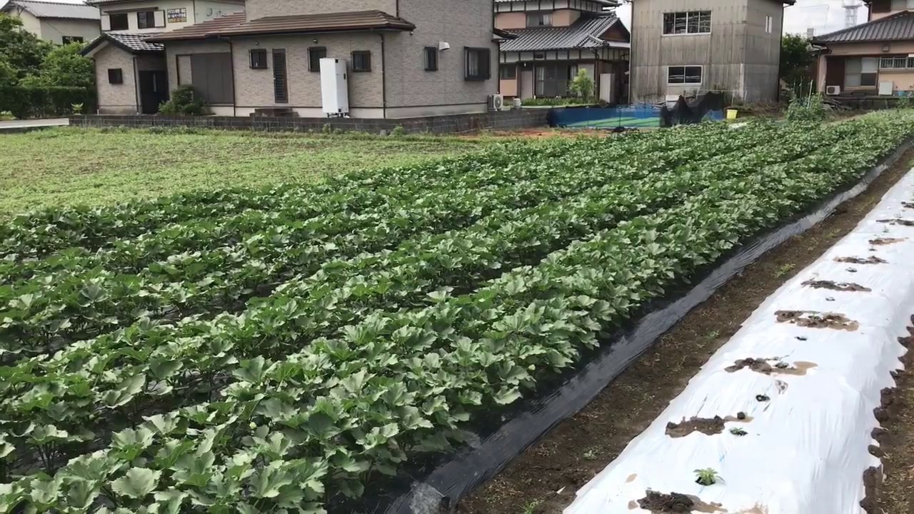 動画で家庭菜園　人の畑が見てみたい！『オクラ農家さんの畑』